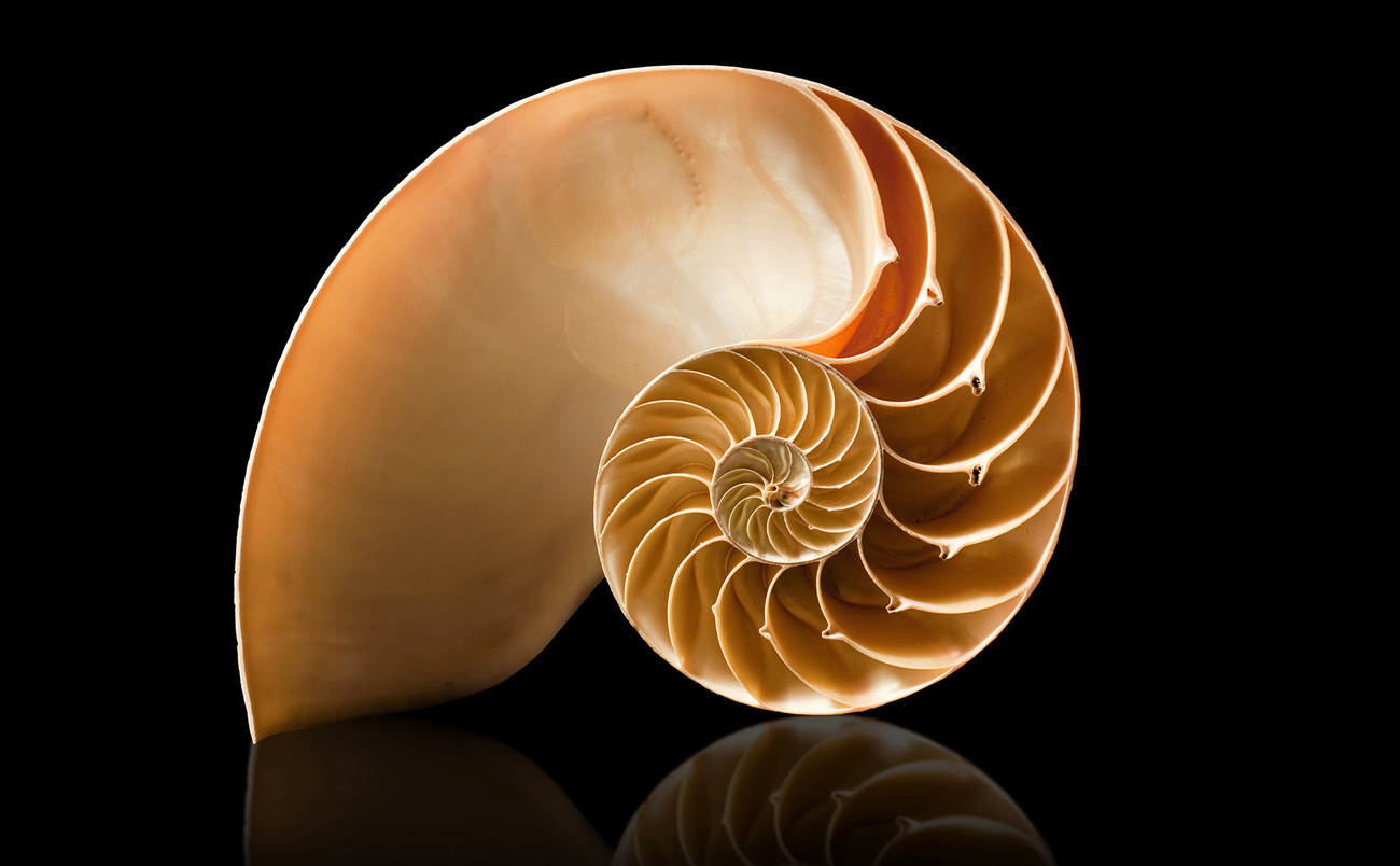 Nautilus on black